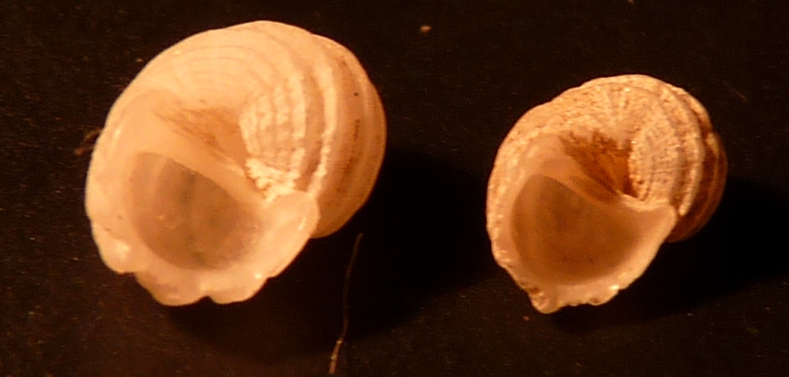 Trochidae Gibbula guttadauri ?????